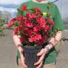 Azalea 'Hino Crimson'