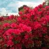 Azalea 'Hino Crimson'