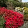 Azalea 'Hino Crimson'