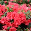 Azalea 'Princess Deborah'