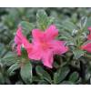 Azalea 'Salmon's Leap'