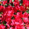 Azalea 'Ward's Ruby'