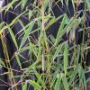 Bamboo Fargesia robusta 'Campbell'