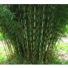 Bamboo Fargesia robusta 'Campbell'