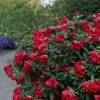 Rhododendron red, Elisabeth