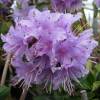 Rhododendron purple, Penheale Blue