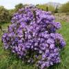 Rhododendron purple, Penheale Blue