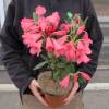 Rhododendron pink, Winsome