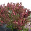 Weigelia, Brigela