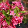 Weigelia, Brigela