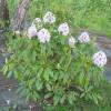 Rhododendron white, Calsap