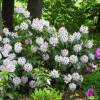 Rhododendron white, Calsap