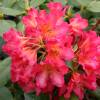 Rhododendron pink, Golden Gate