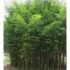 Bamboo Phyllostachys aurea