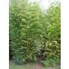 Bamboo Phyllostachys aurea