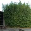 Bamboo Phyllostachys aurea