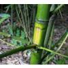 Bamboo Phyllostachys aurea F I