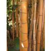 Bamboo Phyllostachys aurea H