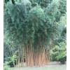 Bamboo Phyllostachys aurea H