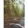 Bamboo Phyllostachys aurea H