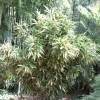 Bamboo Indocalamus latifolius