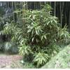 Bamboo Indocalamus latifolius