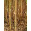 Bamboo Phyllostachys aurea Koi