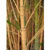 Bamboo Phyllostachys aurea Koi