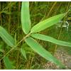 Bamboo Phyllostachys aurea Koi