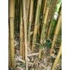 Bamboo Phyllostachys aurea Koi