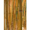 Bamboo Phyllostachys aureo. spect