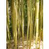 Bamboo Phyllostachys aureo. spect