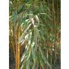 Bamboo Phyllostachys aureo. spect