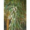 Bamboo Phyllostachys aureo. spect