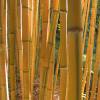 Bamboo Phyllostachys aureo. spect