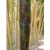 Bamboo Phyllostachys nigra boryana