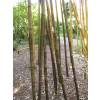 Bamboo Phyllostachys nigra boryana