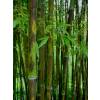 Bamboo Phyllostachys nigra boryana