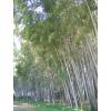 Bamboo Phyllostachys nigra boryana