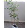 Bamboo Phyllostachys nigra boryana