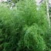 Bamboo Phyllostachys nigra henonis