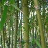 Bamboo Phyllostachys nigra henonis