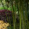 Bamboo Phyllostachys nigra henonis