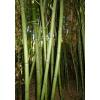 Bamboo Phyllostachys viridis