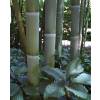 Bamboo Phyllostachys viridis