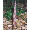 Bamboo Phyllostachys decora