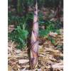 Bamboo Phyllostachys decora