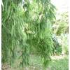 Bamboo Phyllostachys decora