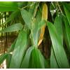 Bamboo Phyllostachys decora