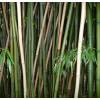 Bamboo Phyllostachys decora